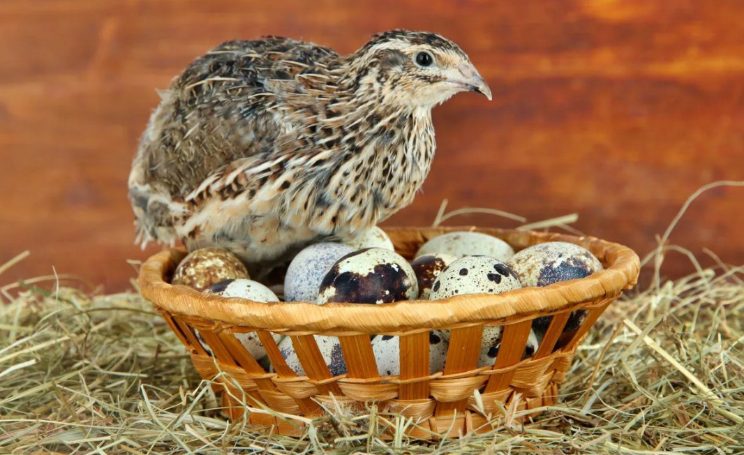 galeria LOREM IPSUM DOLOR SIT AMET COSECTETUR ADIPISICING 5